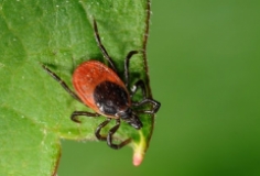 Puuk